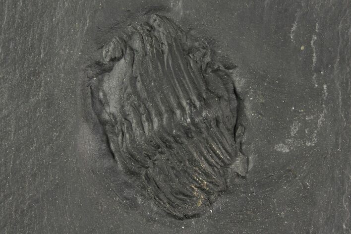 Parital Trilobite (Chotecops) Fossil - Bundenbach, Germany #156618